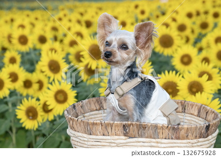 清晨的向日葵田和約克夏梗犬 132675928