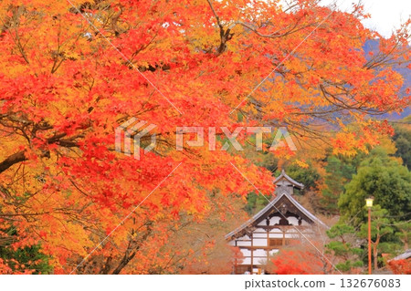 Spectacular autumn foliage at Tenryu-ji Temple (Ukyo Ward, Kyoto City) Spectacular autumn foliage at Tenryu-ji Temple (Ukyo Ward, Kyoto City) 132676083