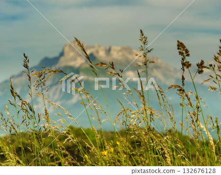 Summer meadow and mountains on horizon. L'Obiou in Alps, France. 132676128