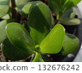 Close-up of a Money Tree houseplant 132676242