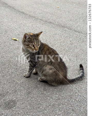 Stray tabby cat sitting on city pavement looking to the side. Calm posture, natural street scene, and urban animal life. 132676783