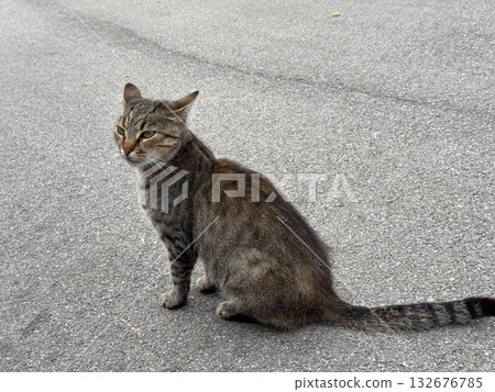 Stray tabby cat sitting on gray asphalt looking sideways. Urban environment, soft light, and natural feline posture. Stray tabby cat sitting on gray asphalt looking sideways. Urban environment, soft light, and natural feline posture. 132676785