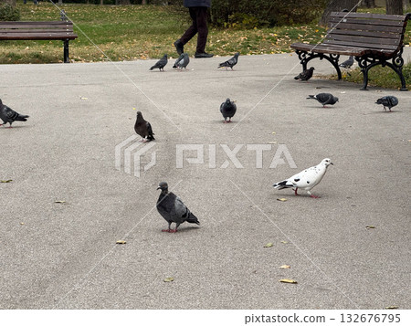 Pigeons gathering on park path near benches and autumn leaves. Urban wildlife, peaceful atmosphere, and everyday city nature. Pigeons gathering on park path near benches and autumn leaves. Urban wildlife, peaceful atmosphere, and everyday city nature. 132676795