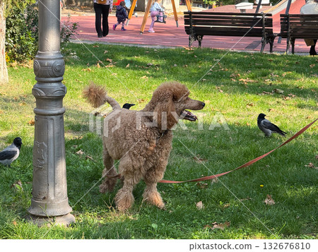 Brown poodle standing on green grass near playground. Outdoor pet walk, autumn park life, and everyday city leisure. Brown poodle standing on green grass near playground. Outdoor pet walk, autumn park life, and everyday city leisure. 132676810