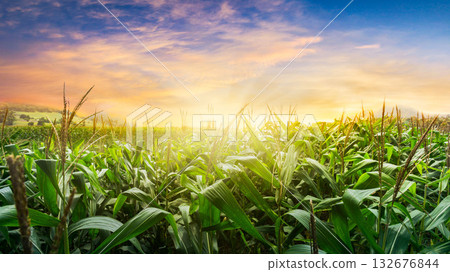 green corn field in agricultural garden and light shines sunset in the evening Mountain background. green corn field in agricultural garden and light shines sunset in the evening Mountain background. 132676844