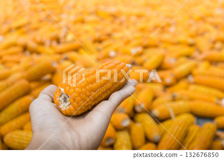 Beautiful Ripe yellow corn. Corn and Grain Handling or Harvesting Terminal. 132676850