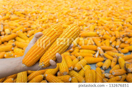 Beautiful Ripe yellow corn. Corn and Grain Handling or Harvesting Terminal. 132676851