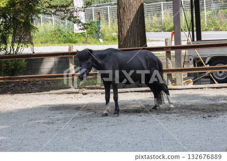 The sacred horse at the lower shrine of Nyukawakami Shrine (photographed in August 2025) The sacred horse at the lower shrine of Nyukawakami Shrine (photographed in August 2025) 132676889