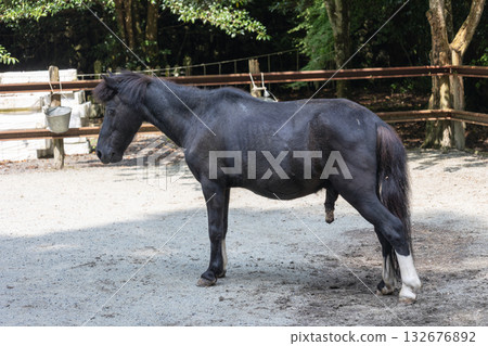 The sacred horse at the lower shrine of Nyukawakami Shrine (photographed in August 2025) The sacred horse at the lower shrine of Nyukawakami Shrine (photographed in August 2025) 132676892