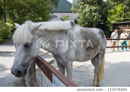 The sacred horse at the lower shrine of Nyukawakami Shrine (photographed in August 2025) The sacred horse at the lower shrine of Nyukawakami Shrine (photographed in August 2025) 132676894