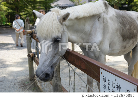 The sacred horse at the lower shrine of Nyukawakami Shrine (photographed in August 2025) 132676895