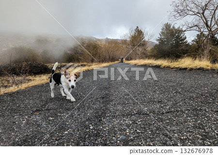 Lost dog racing along empty trail while owner trails behind in misty foothills. Missing dog trots down rural road as missing terrier ignores calls. Missing friend pet 132676978