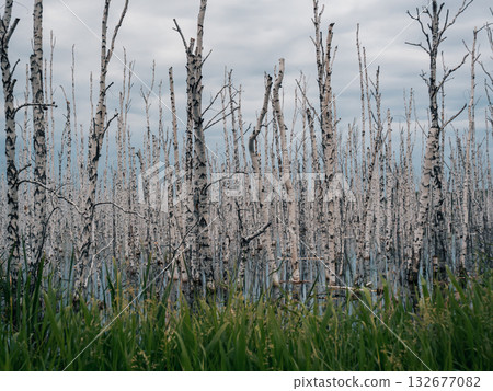 Wetland landscape with standing birch trees reflecting in water under a cloudy sky 132677082