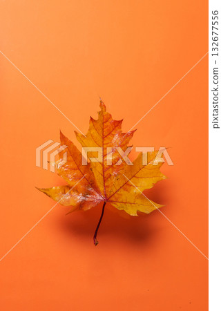 Vibrant Autumn Maple Leaf On A Bright Orange Background 132677556