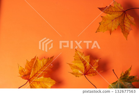Elegant Autumn Leaves Spread Across Orange Background 132677563