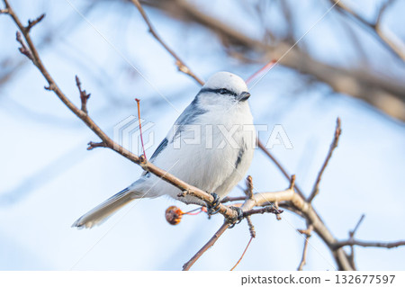 White Azure bird White Azure bird 132677597