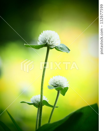 秋日里山花園的白色波斯菊 132677599