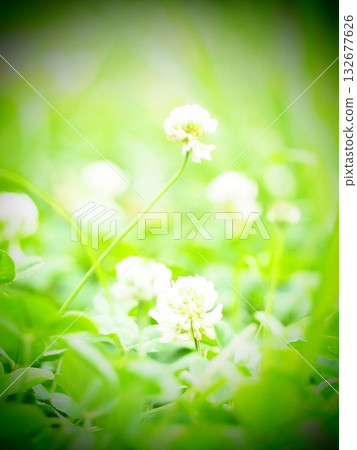 White globe amaranth in June White globe amaranth in June 132677626