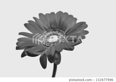 Monochrome photo of a gerbera in a vase 132677996