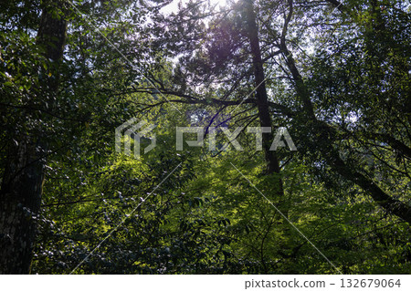 Sunlight filtering through gaps in the deep green trees Sunlight filtering through gaps in the deep green trees 132679064