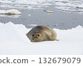 Very cute light-coloured Southern Elephant Seal lying on the ice in Antarctica 132679079