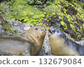 Elephant Seals Play Wrestling Biting 132679084