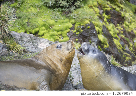 Elephant Seals Play Wrestling Biting Elephant Seals Play Wrestling Biting 132679084
