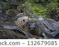 Elephant Seals Play Wrestling Biting 132679085
