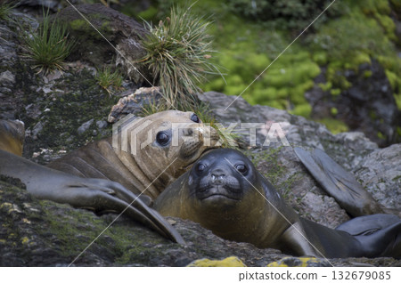 Elephant Seals Play Wrestling Biting Elephant Seals Play Wrestling Biting 132679085
