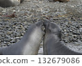 Elephant Seals Play Wrestling Biting 132679086