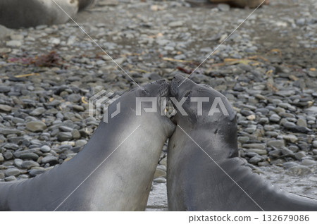 Elephant Seals Play Wrestling Biting Elephant Seals Play Wrestling Biting 132679086