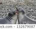 Elephant Seals Play Wrestling Biting 132679087