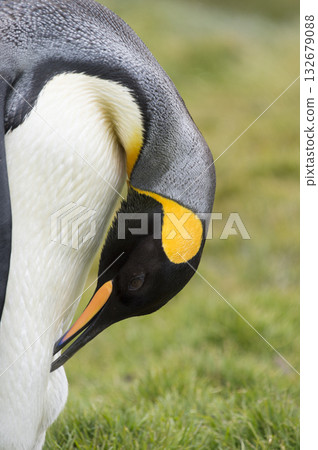 king penguin close-up in South Georgia 132679088