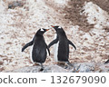 Two Gentoo Penguin on the beach in Antarctica  132679090