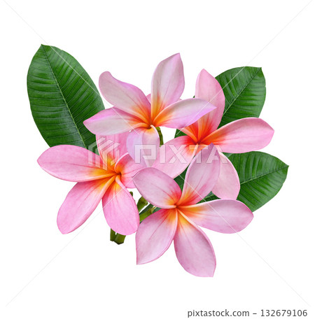 pink Plumeria, frangipani flowers isolated on white back ground. pink Plumeria, frangipani flowers isolated on white back ground. 132679106