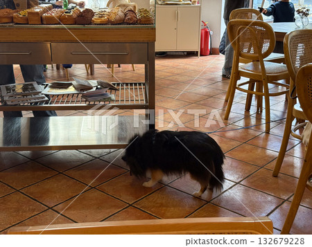 Small dog walking inside cozy cafe with pastry display. Warm atmosphere, everyday charm and pet-friendly environment blending comfort and lifestyle. 132679228