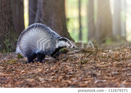 Side view of European badger posing in the forest. Side view of European badger posing in the forest. 132679371
