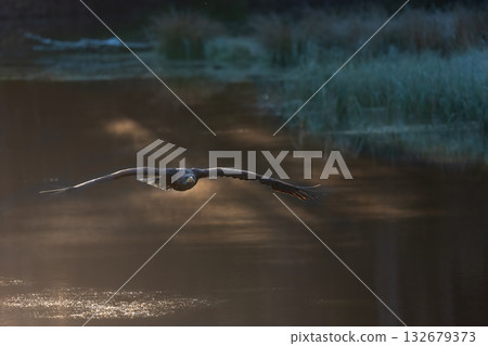 Sea eagle is flying low over a lake early morning. 132679373