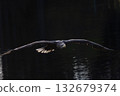 Sea eagle is flying on the black background 132679374