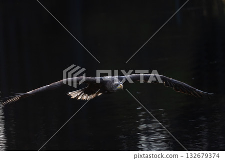 Sea eagle is flying on the black background Sea eagle is flying on the black background 132679374
