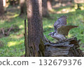 Hawk with spread wings is sitting on a tree trunk in the forest. 132679376
