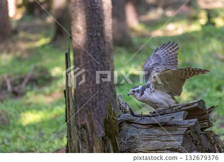 Hawk with spread wings is sitting on a tree trunk in the forest. Hawk with spread wings is sitting on a tree trunk in the forest. 132679376