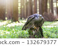 Hawk is sitting on a tree trunk in the forest. 132679377