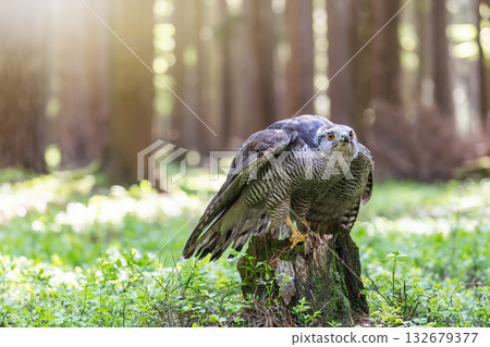 Hawk is sitting on a tree trunk in the forest. 132679377