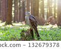 Hawk looking behind oneself is sitting on a tree trunk in the forest. 132679378
