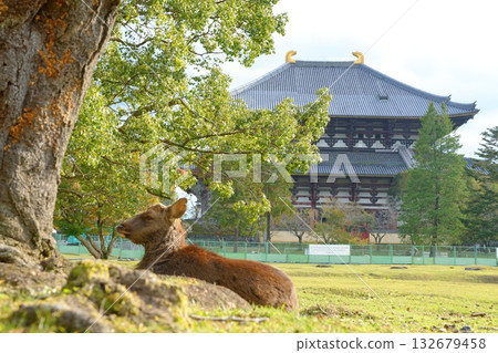 A deer resting at the base of a tree in Nara Park and the back of the Great Buddha Hall of Todaiji Temple 132679458