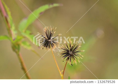 鬼針草/粘蟲（鬼針草屬）荒地出售 132679526