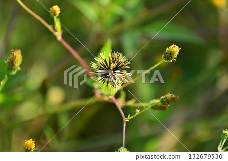 Bidens/Sticky bug (genus Bidens) Wasteland Land for sale Bidens/Sticky bug (genus Bidens) Wasteland Land for sale 132679530