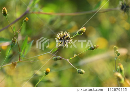 鬼針草/粘蟲（鬼針草屬）荒地出售 132679535