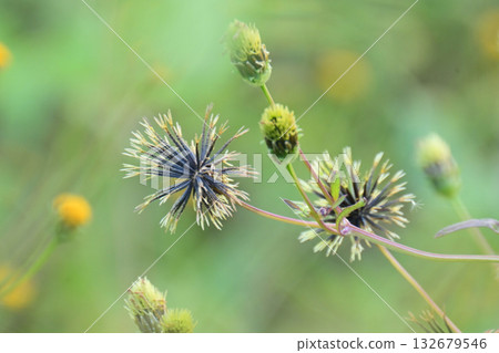 Bidens/Sticky bug (genus Bidens) Wasteland Land for sale Bidens/Sticky bug (genus Bidens) Wasteland Land for sale 132679546